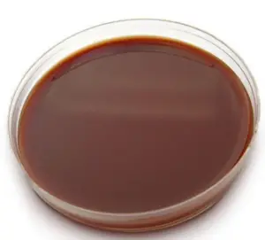 chocolate agar