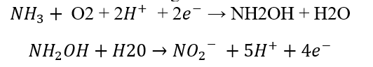 nitrifying equation