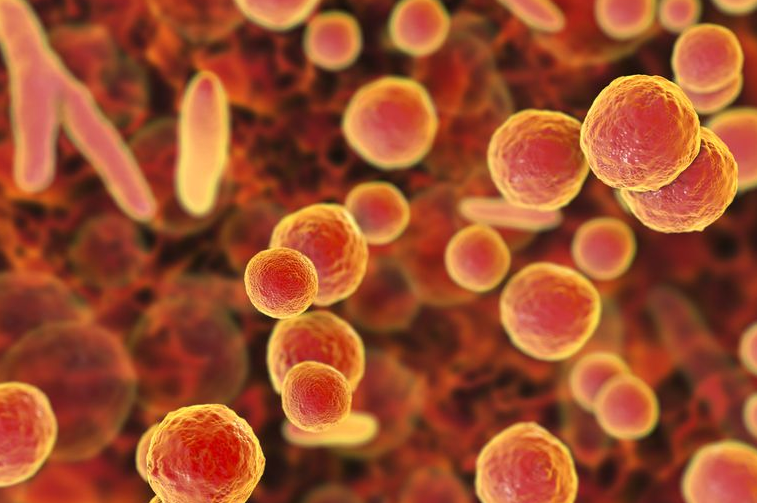 Atypical bacteria