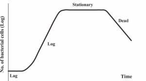 phases if bacterial frowth