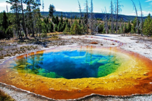 thermophilic bacteria