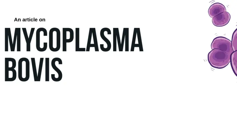 mycoplasma bovis