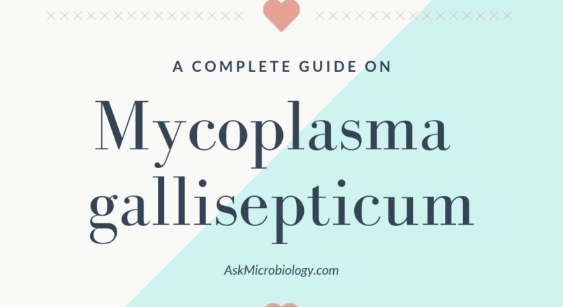 Mycoplasma gallisepticum