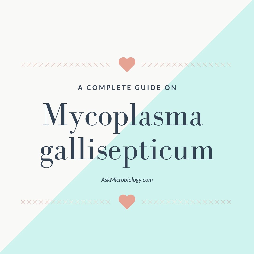 Mycoplasma gallisepticum