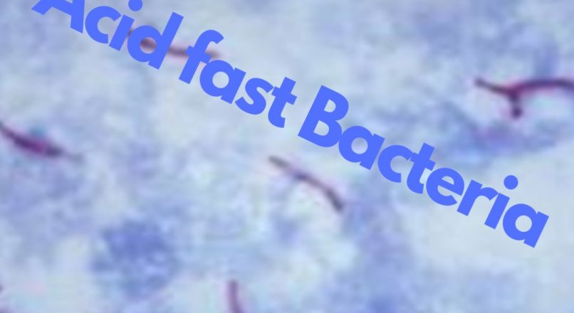 Acid fast Bacteria
