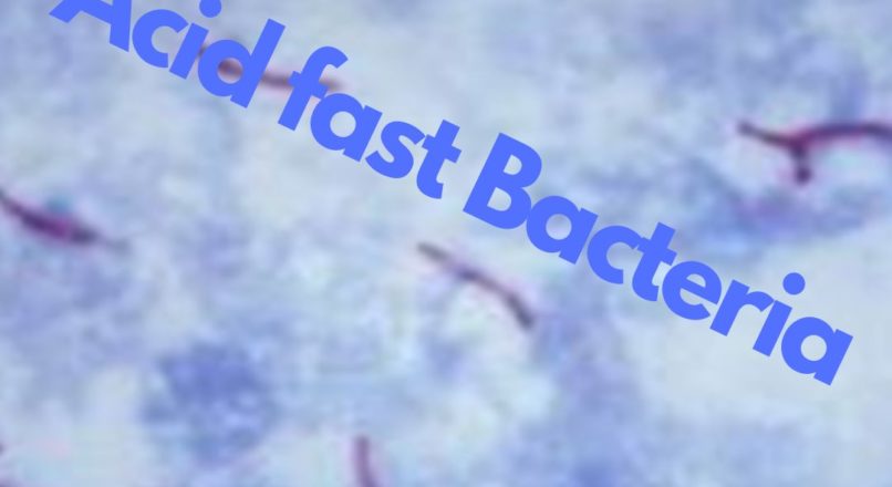 acid fast bacteria