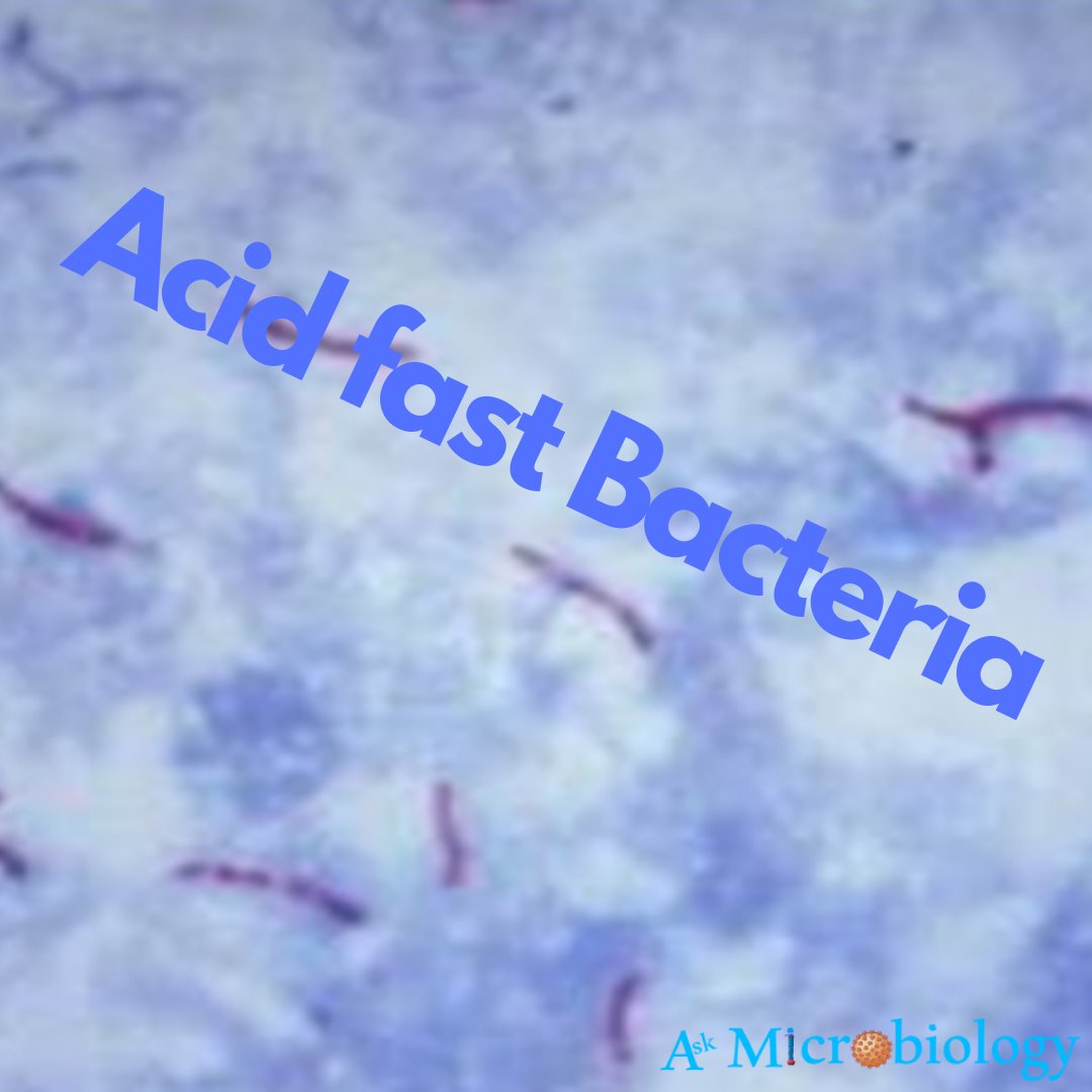 acid fast bacteria