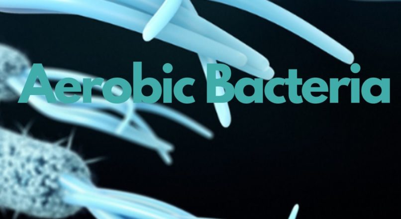 Aerobic Bacteria
