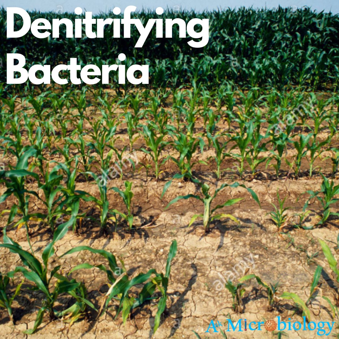 Denitrifying Bacteria