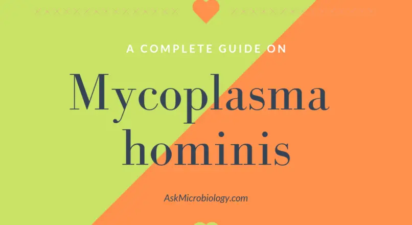 mycoplasma hominis