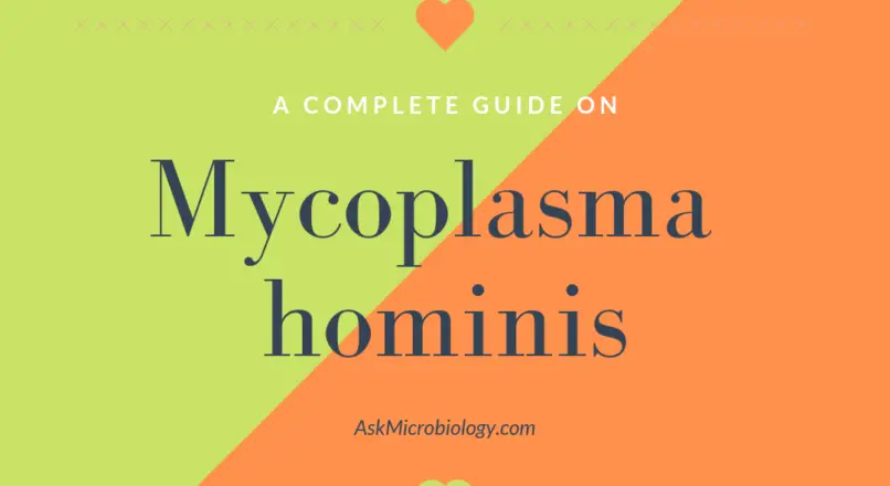 Mycoplasma hominis