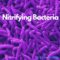 Nitrifying Bacteria | Ask Microbiology