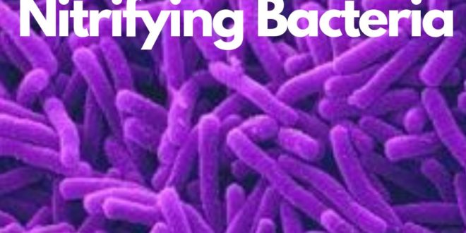 nitrifying-bacteria-ask-microbiology