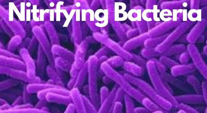 nitrifying bacteria