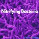 Nitrifying Bacteria | Ask Microbiology