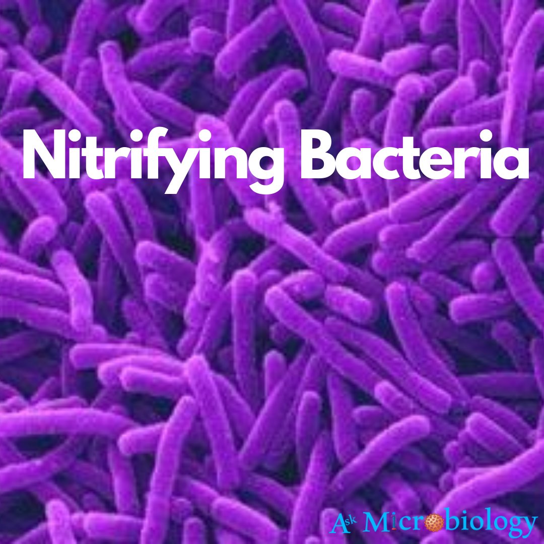 nitrifying bacteria