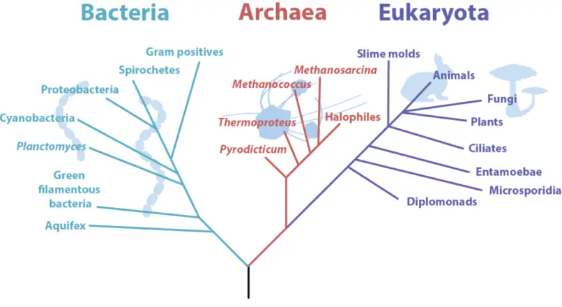 Archaea V/S bacteria