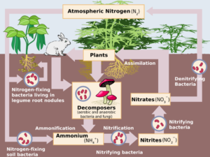 Nitrification