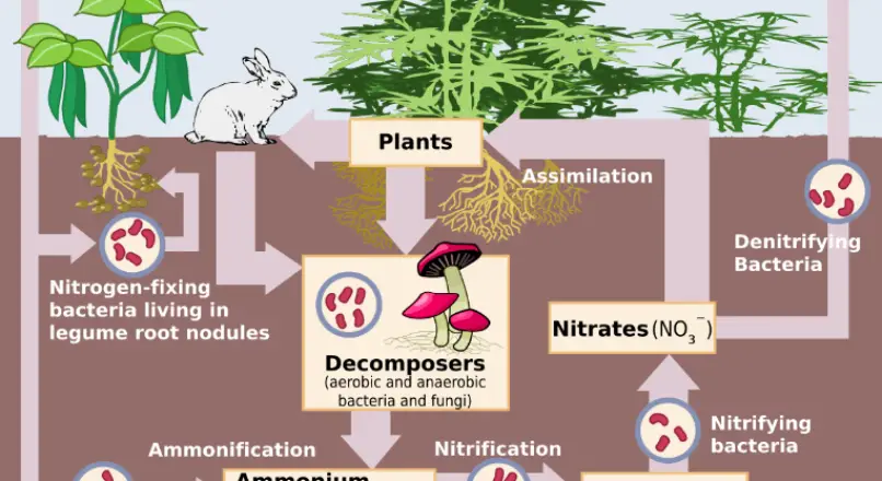 What Does Nitrifying Bacteria Do