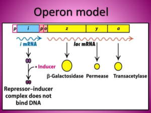 Operon model | Ask Microbiology