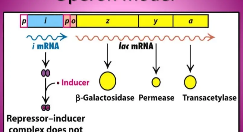 operon model