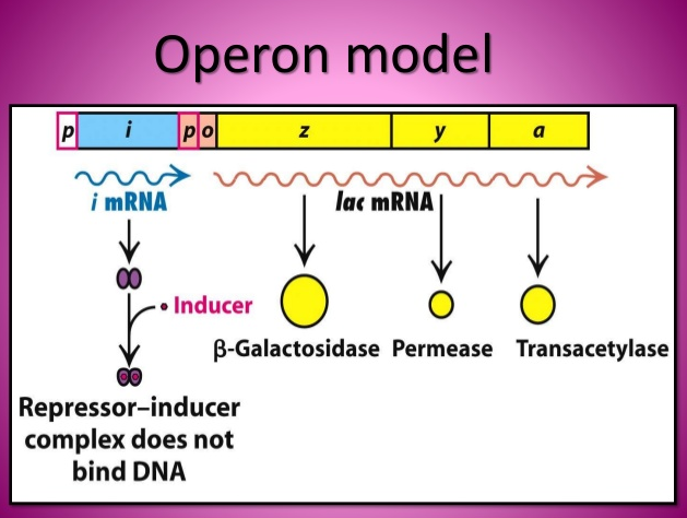 operon model