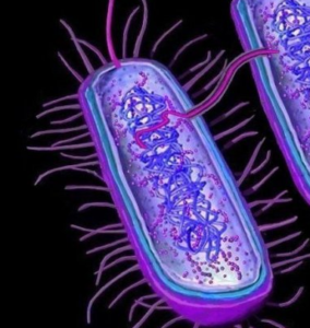 pili of bacteria