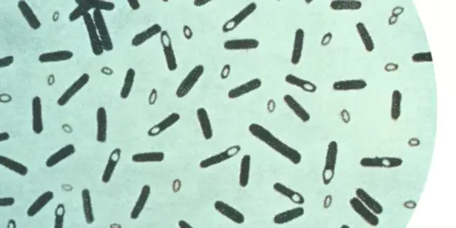 spore forming bacteria