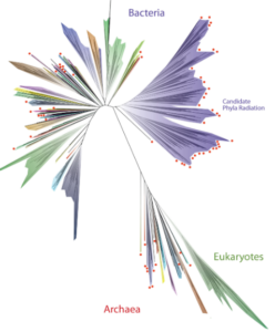 Bacterial taxonomy