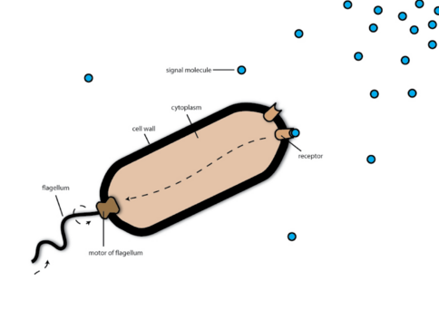 chemotaxis in bacteria