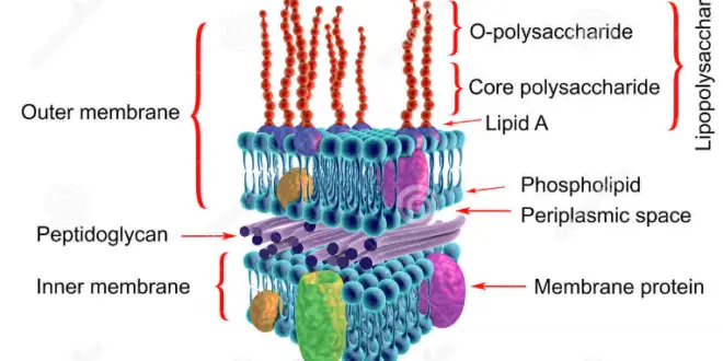 Gram negative bacterial cell wall | Ask Microbiology