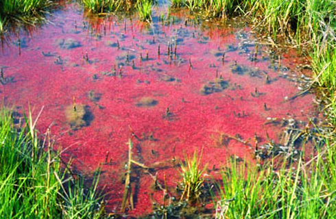 purple sulphur baccteria