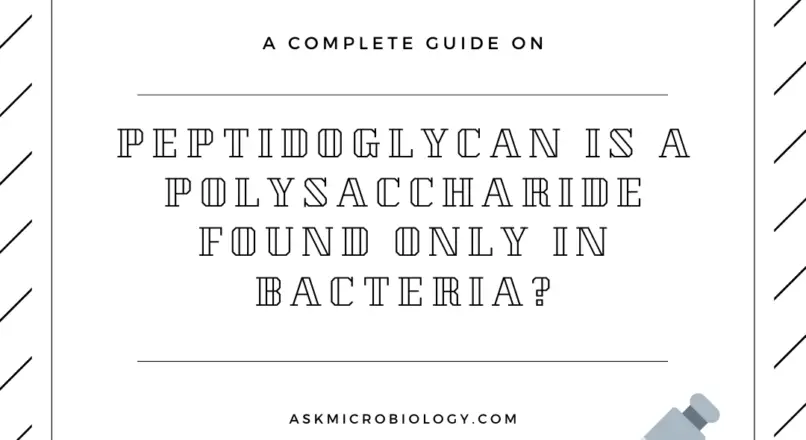 peptidoglycan is apolysaccaride found only in bacteria