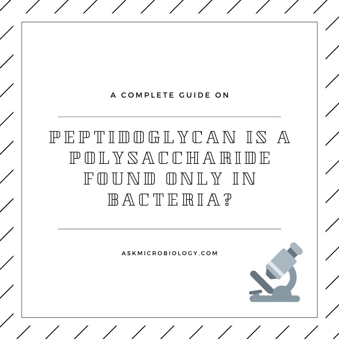 peptidoglycan is apolysaccaride found only in bacteria