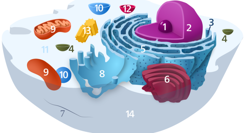 Understanding Cell Parts: Interactive Worksheets to Enhance Biology Learning