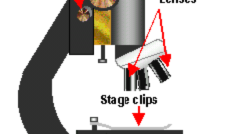 Understanding the Olympus CH-2 Microscope: Parts and Labeled Diagrams