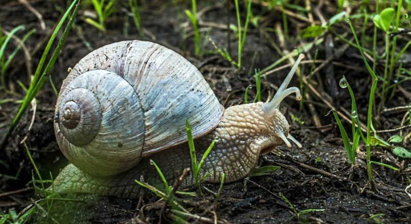 Snail Knobs: Unique Structural Features and Biological Functions Explained