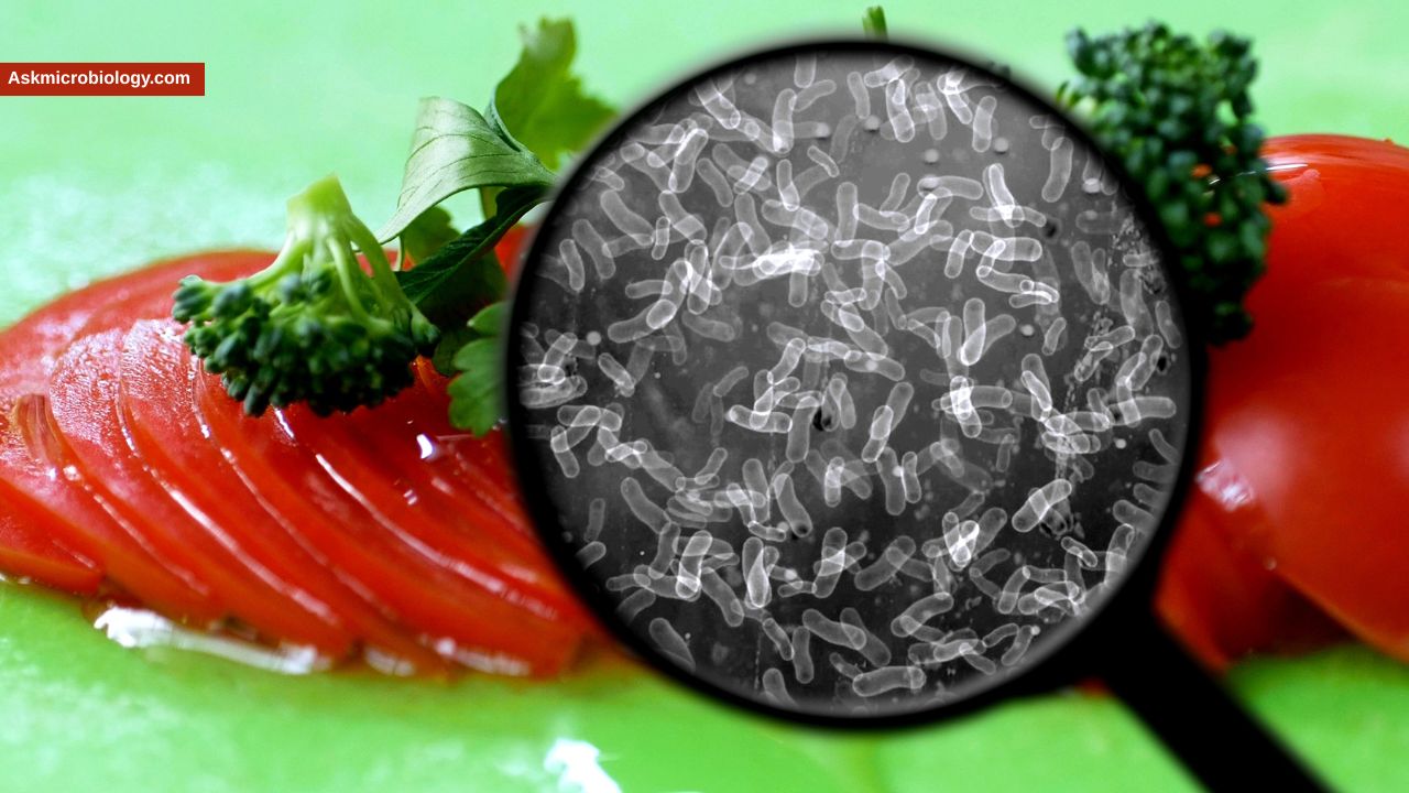 Which Bacteria Cause the Greatest Harm in the Food Industry? (Top 8, With Control Measures)