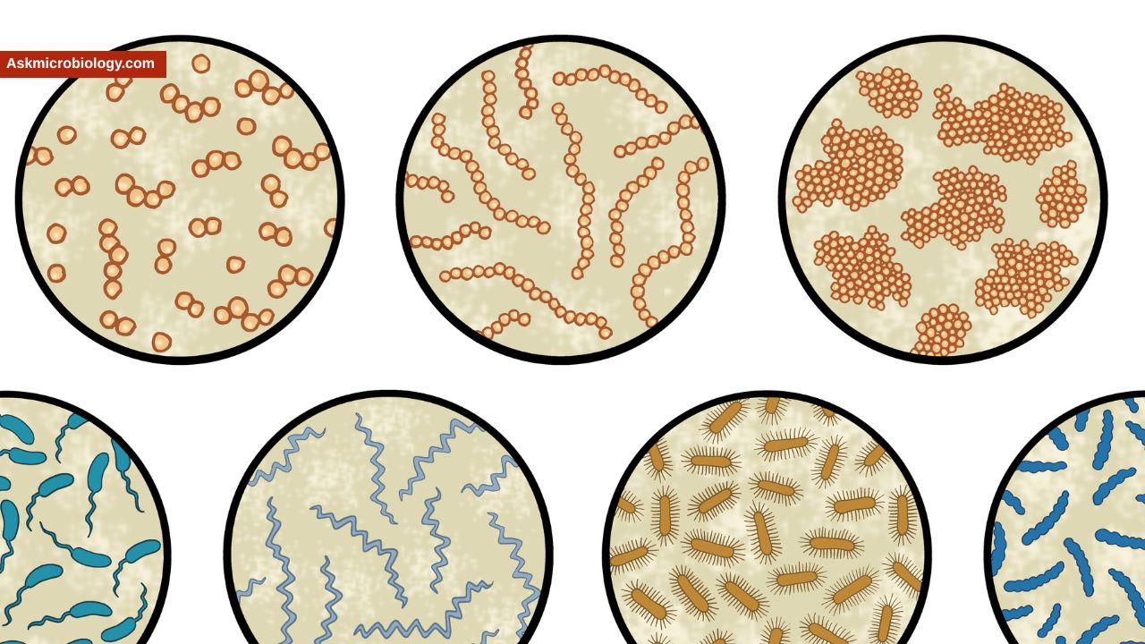 Which Bacteria Cause the Greatest Harm in the Food Industry? (Top 8, With Control Measures)