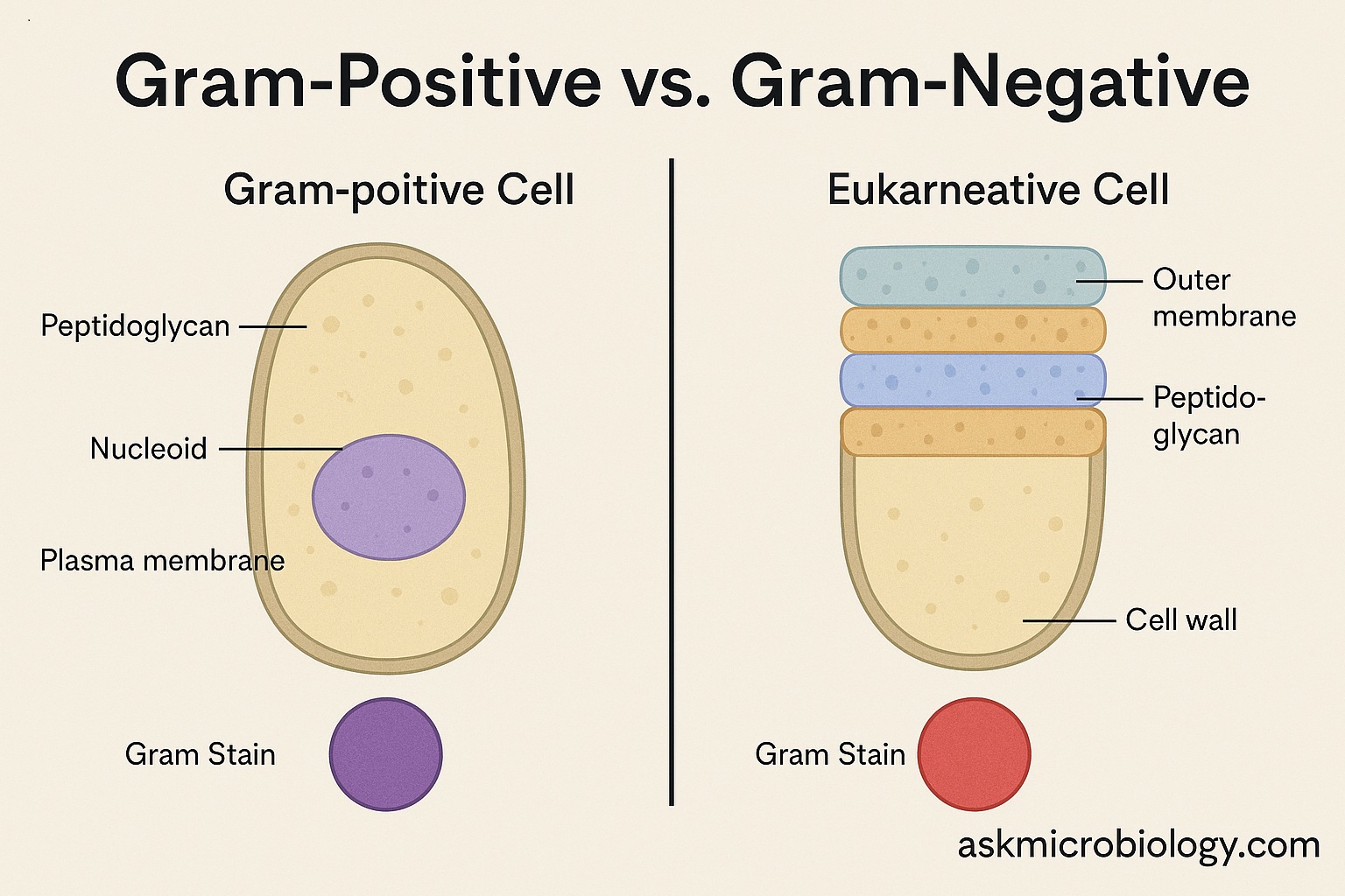 Gram-Positive vs Gram-Negative