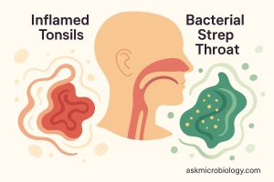 Illustration comparing inflamed tonsils and bacterial strep throat, showing stylized throat anatomy and microbes for patient education.